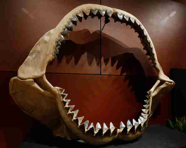 Submarine Shark: Largest Shark Called Megalodon, Still Exist Today