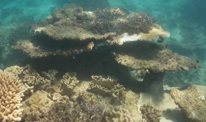 The Great Barrier Reef Is Dying Fast Shocks Scientists News