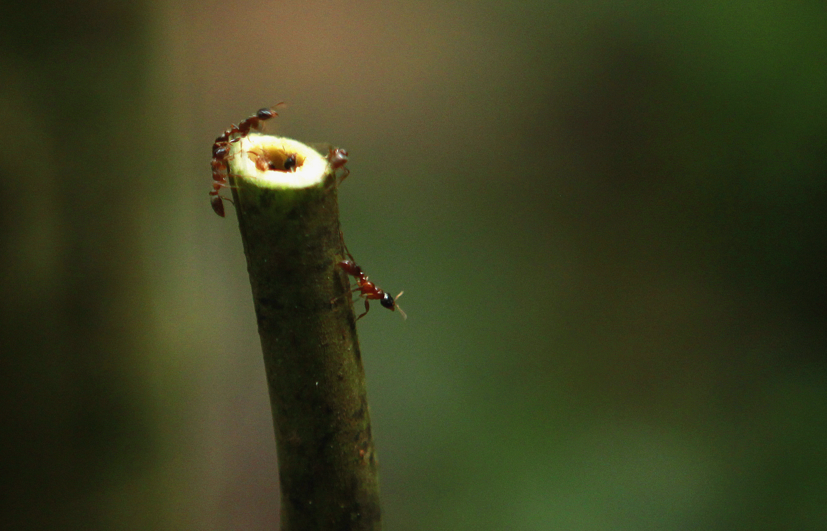 New Ant Species: 33 New Species Found in Central America and the
