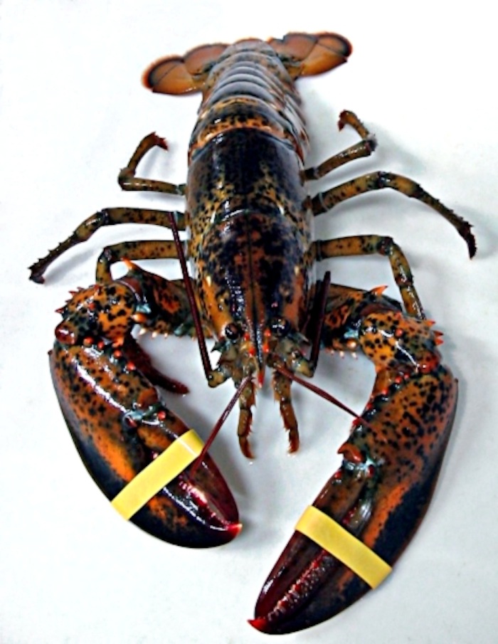 Lobster Shell Disease: New England Waters Show An Increase In Diseased ...