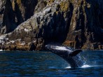 Tips to Keep in Mind to Make the Most of Your Whale Watching Experience in Alaska