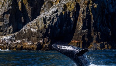 Tips to Keep in Mind to Make the Most of Your Whale Watching Experience in Alaska