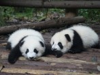 China Enforces Lifetime Bans at Panda Sanctuary for Reckless Tourists