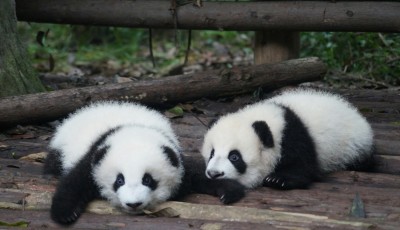 China Enforces Lifetime Bans at Panda Sanctuary for Reckless Tourists