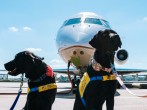 These Pet-Friendly Airlines Make Global Travel With Pets Easy